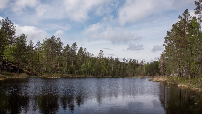 Natur skog sjö