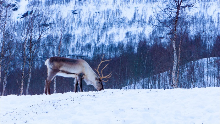 Betande ren i vinterlandskap