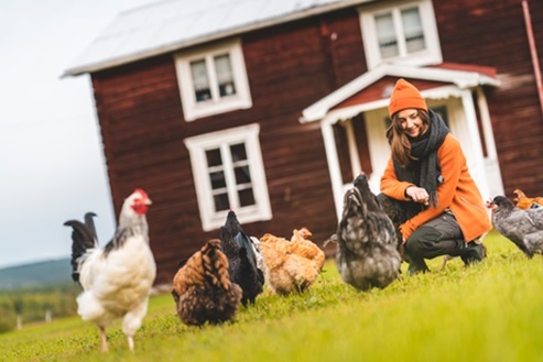 Kvinna sitter på huk tillsammans med en grupp höns framför en Västerbottensgård