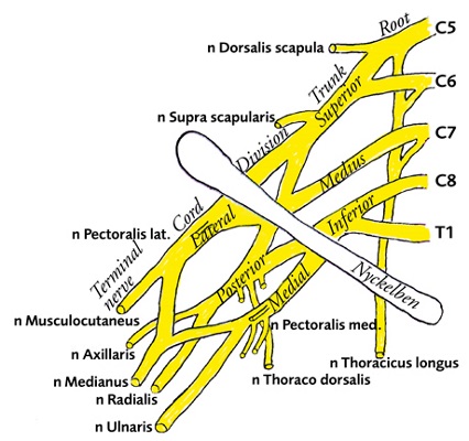 anatomi, plexus brachialis